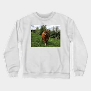 Scottish Highland Cattle Calf 2001 Crewneck Sweatshirt